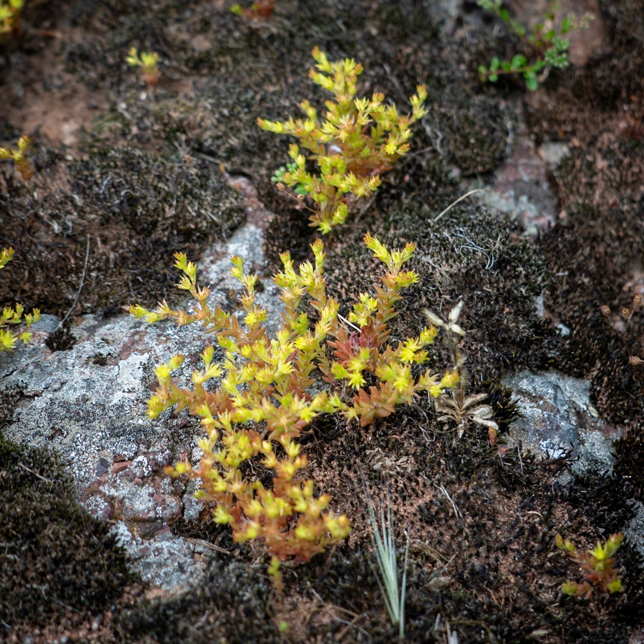 Sığırlık gorge: yellow rock flower (what?)