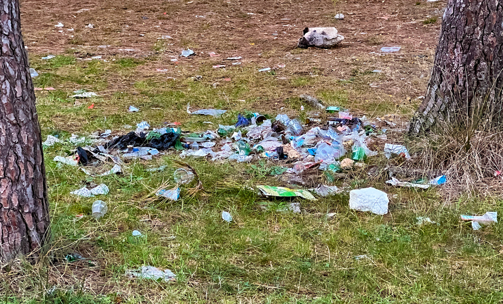 Sadık forest: litter