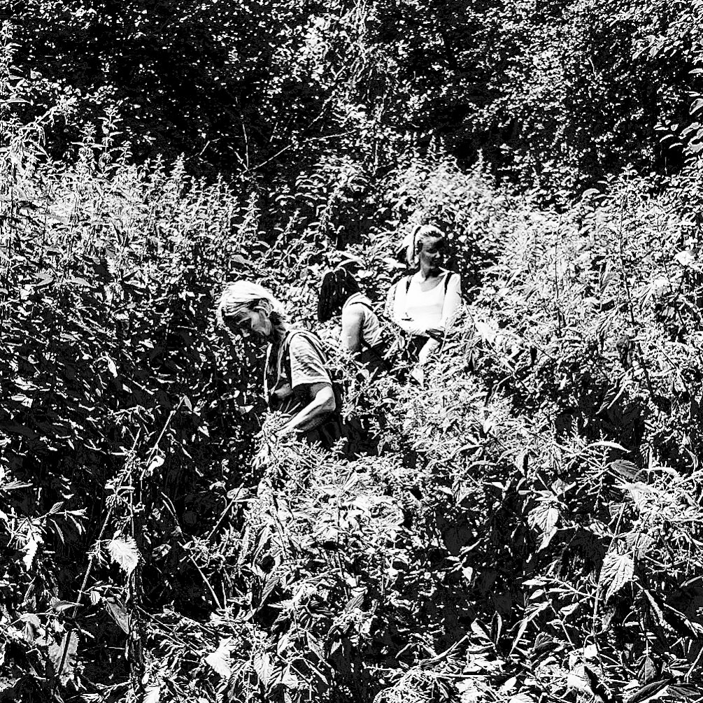 Mahmut Şevket Paşa S hill: hikers and nettles