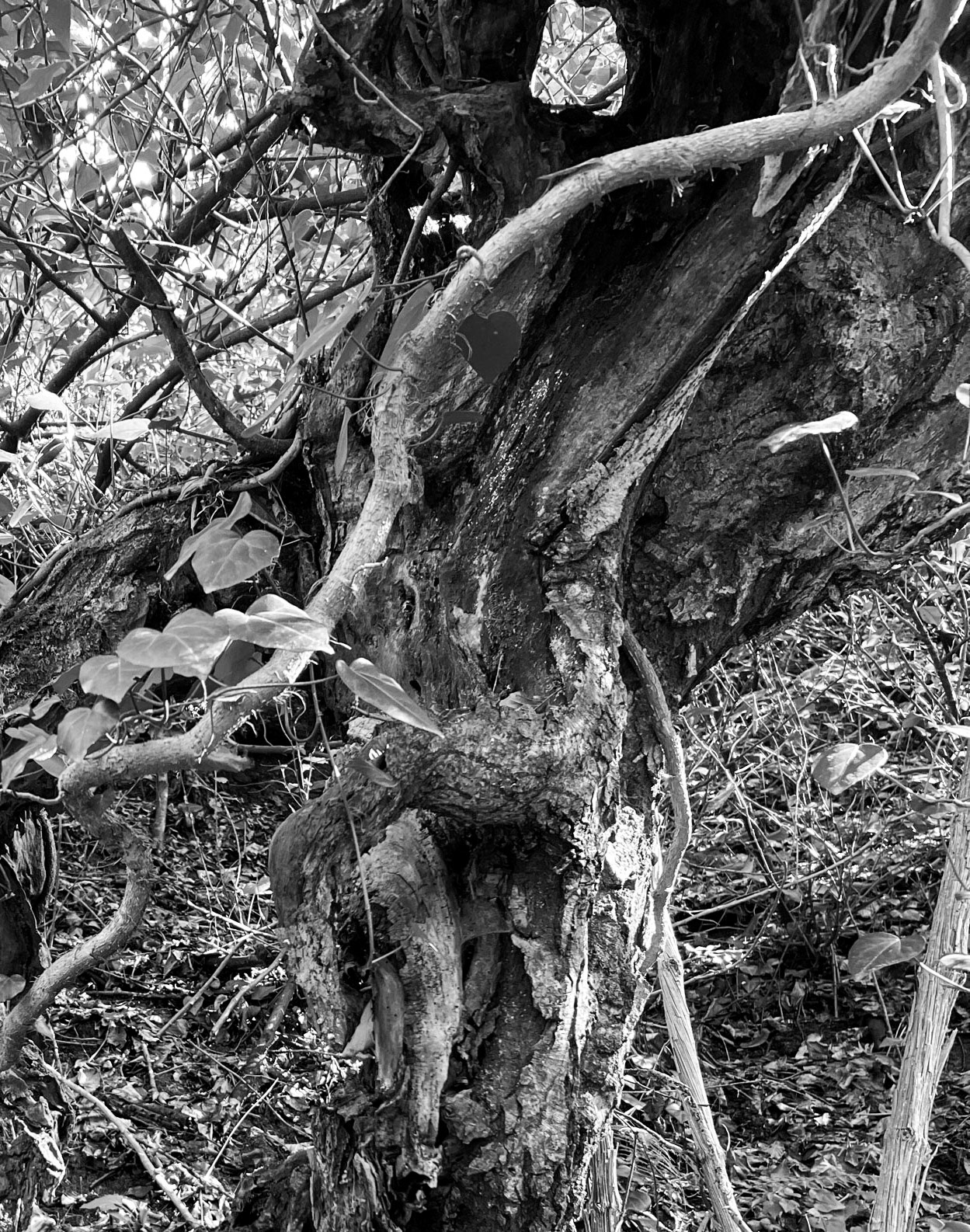 Dereseki stream valley: a venerable tree