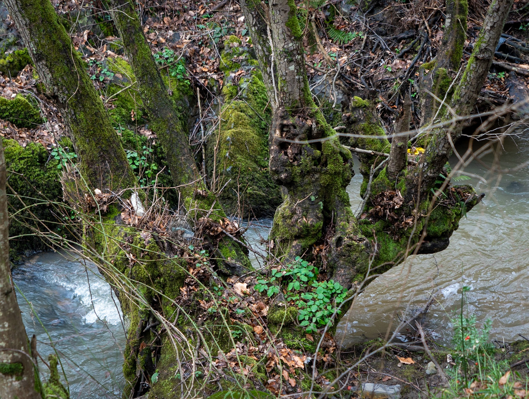 Kozu Deresi valleys: stream and old tree