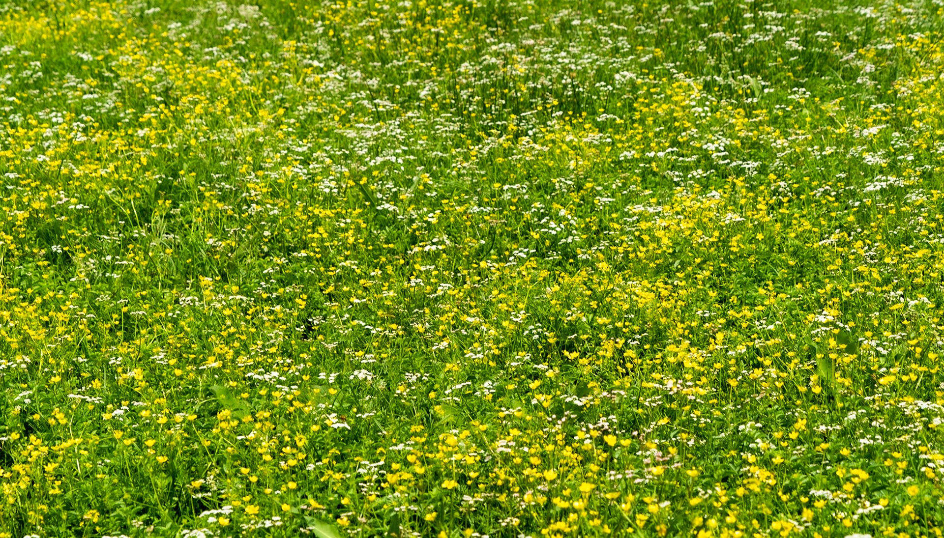 Ömerli reservoir: yellow and white flowers