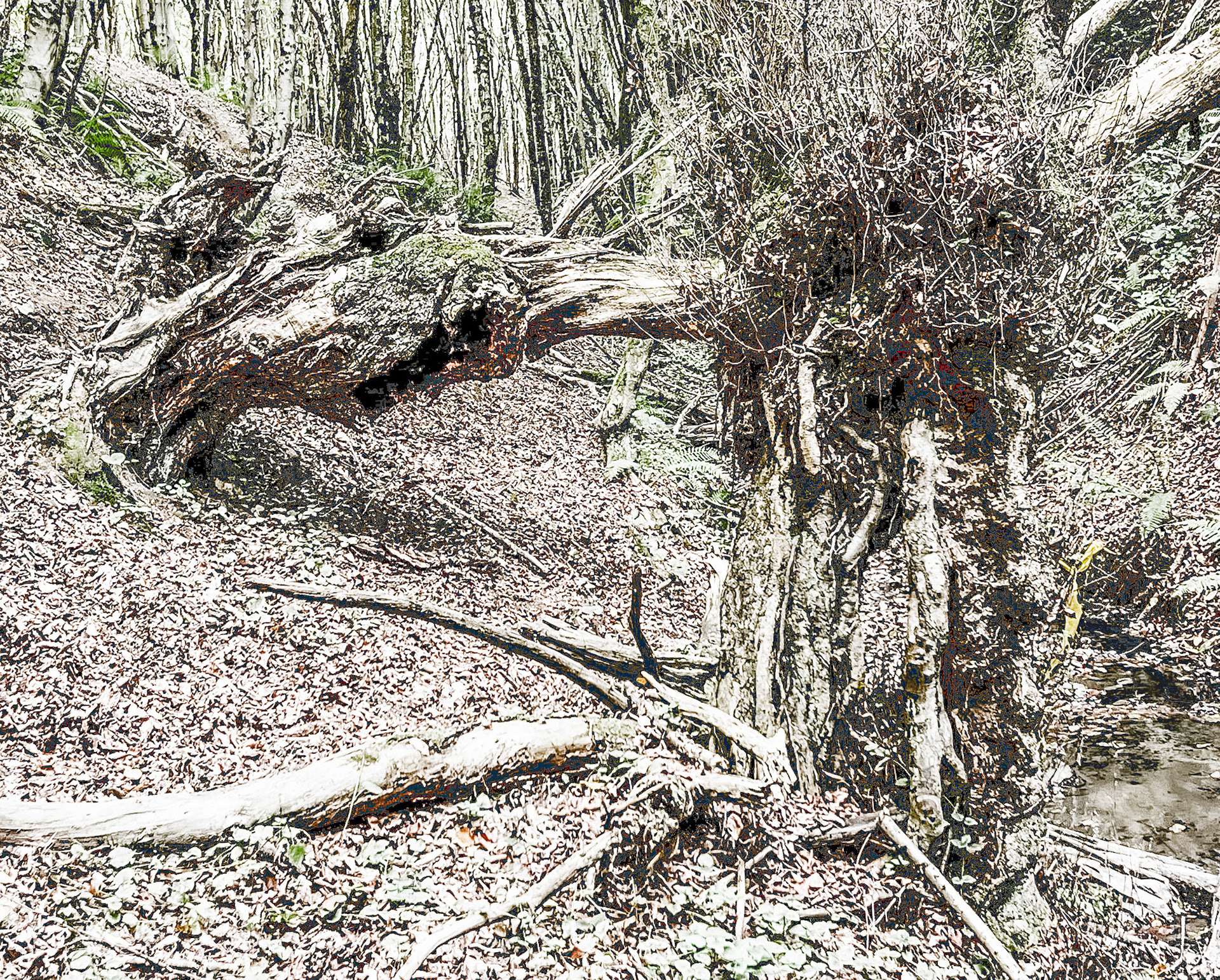 Zerzevat east streamwalk: old trees
