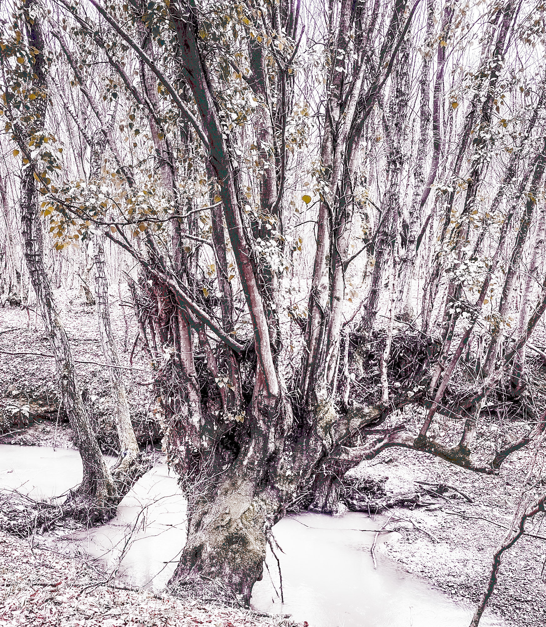 Kozu Deresi valleys: stream and old tree