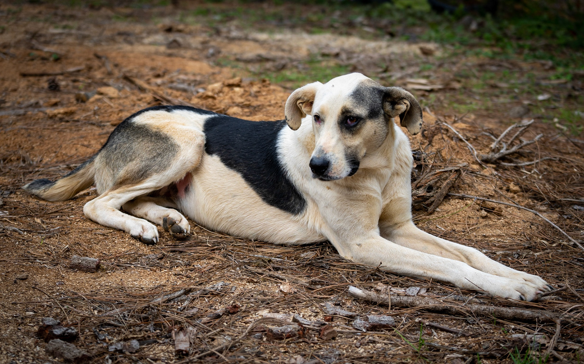 Kaynarca estate: our daydog