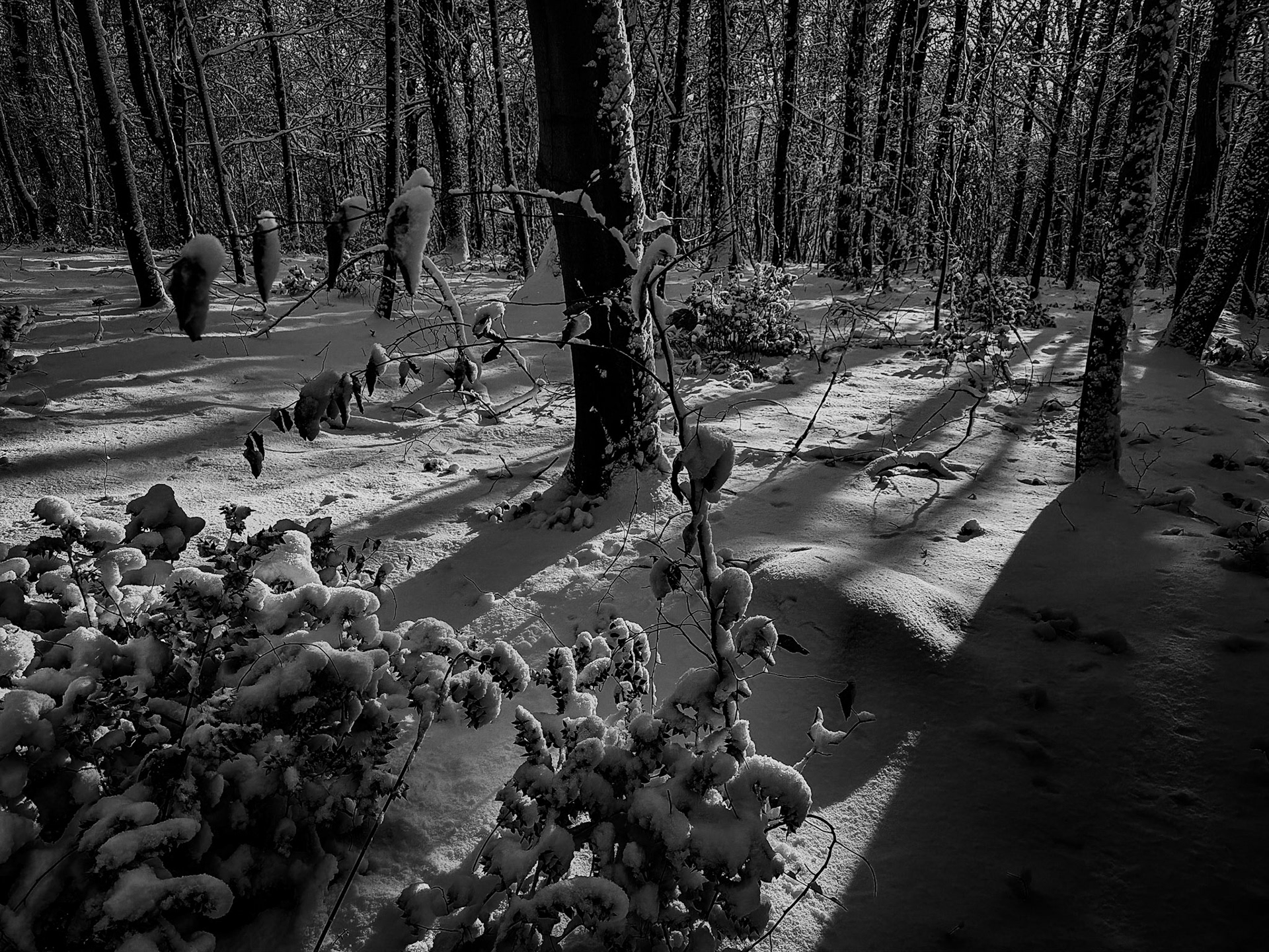 Neşet Suyu forest: sunlight and snow
