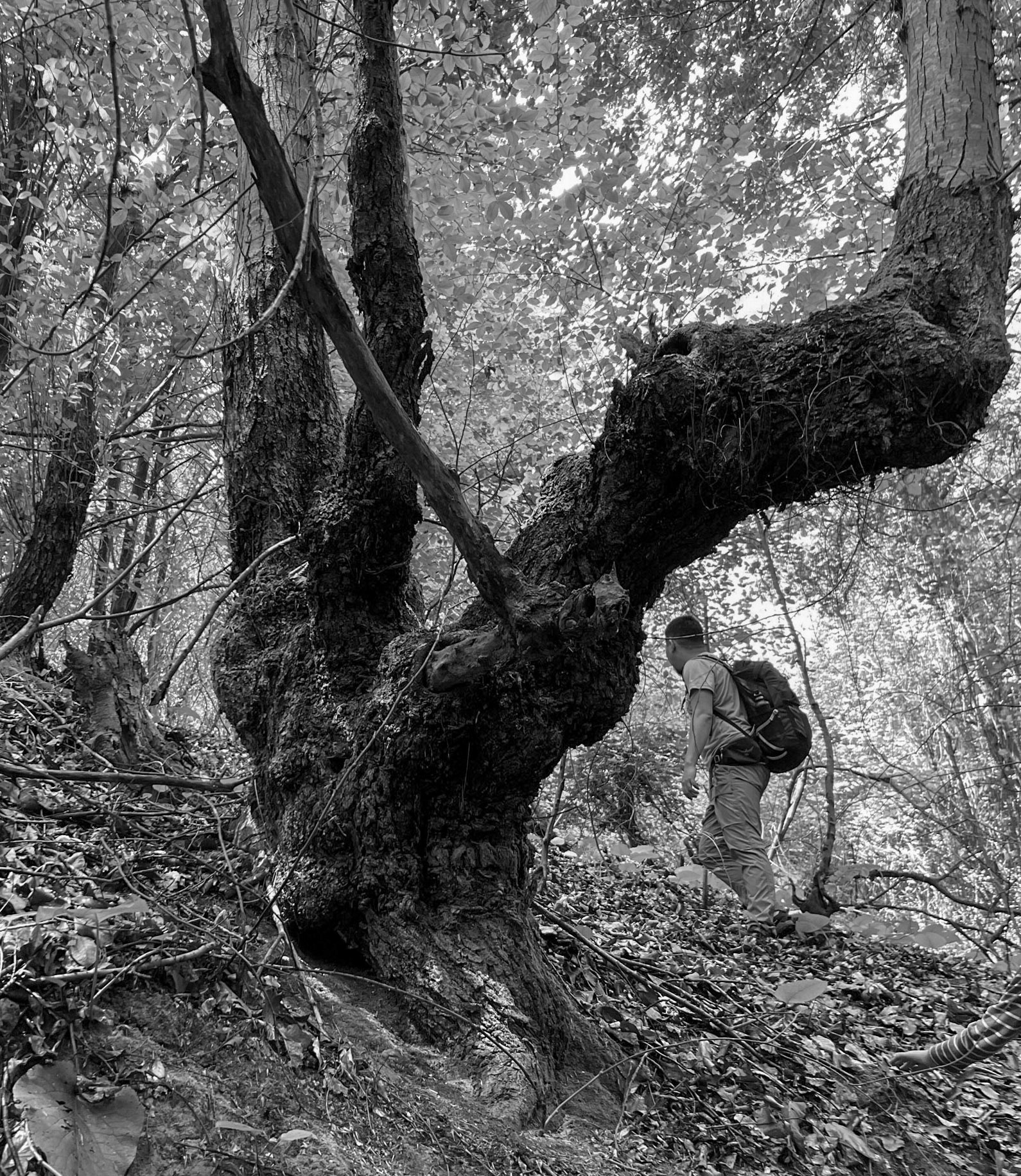 Zerzevatçı streamwalk: old tree and hiker