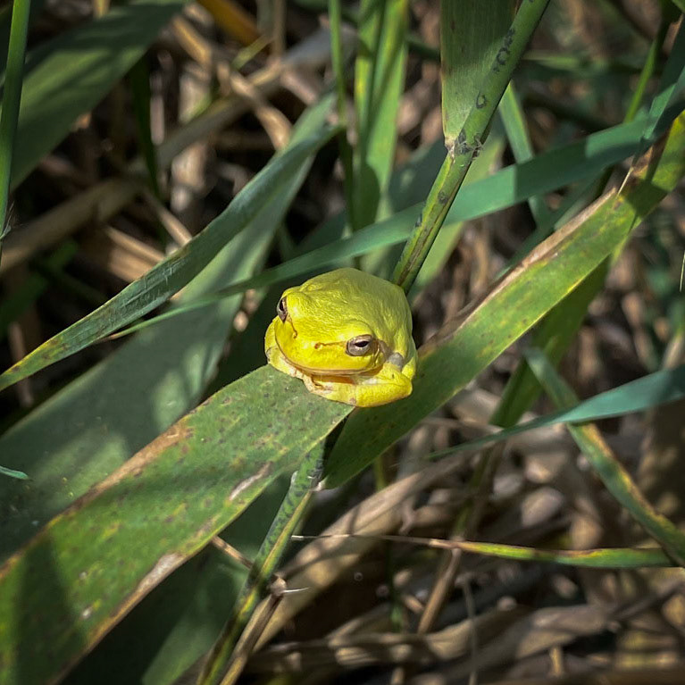 Trikos mudflats: emerald frog