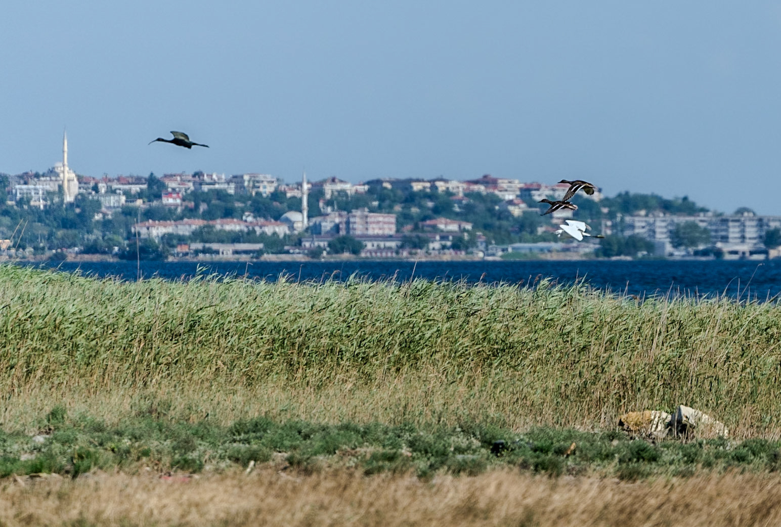 Köseler: wild geese with Kanarya behind