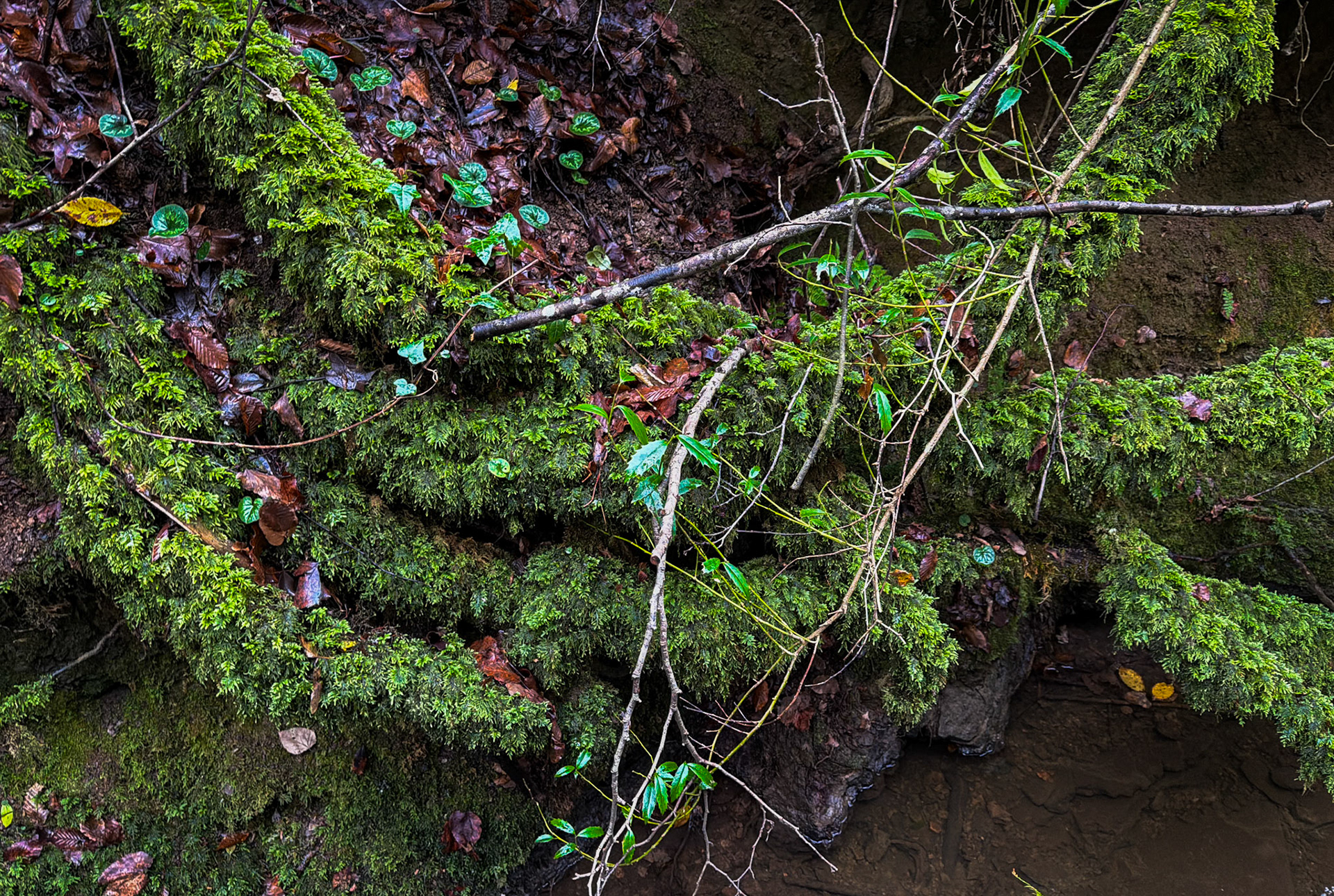 Ayhan Şahenk double stream walk: thick, mossy roots