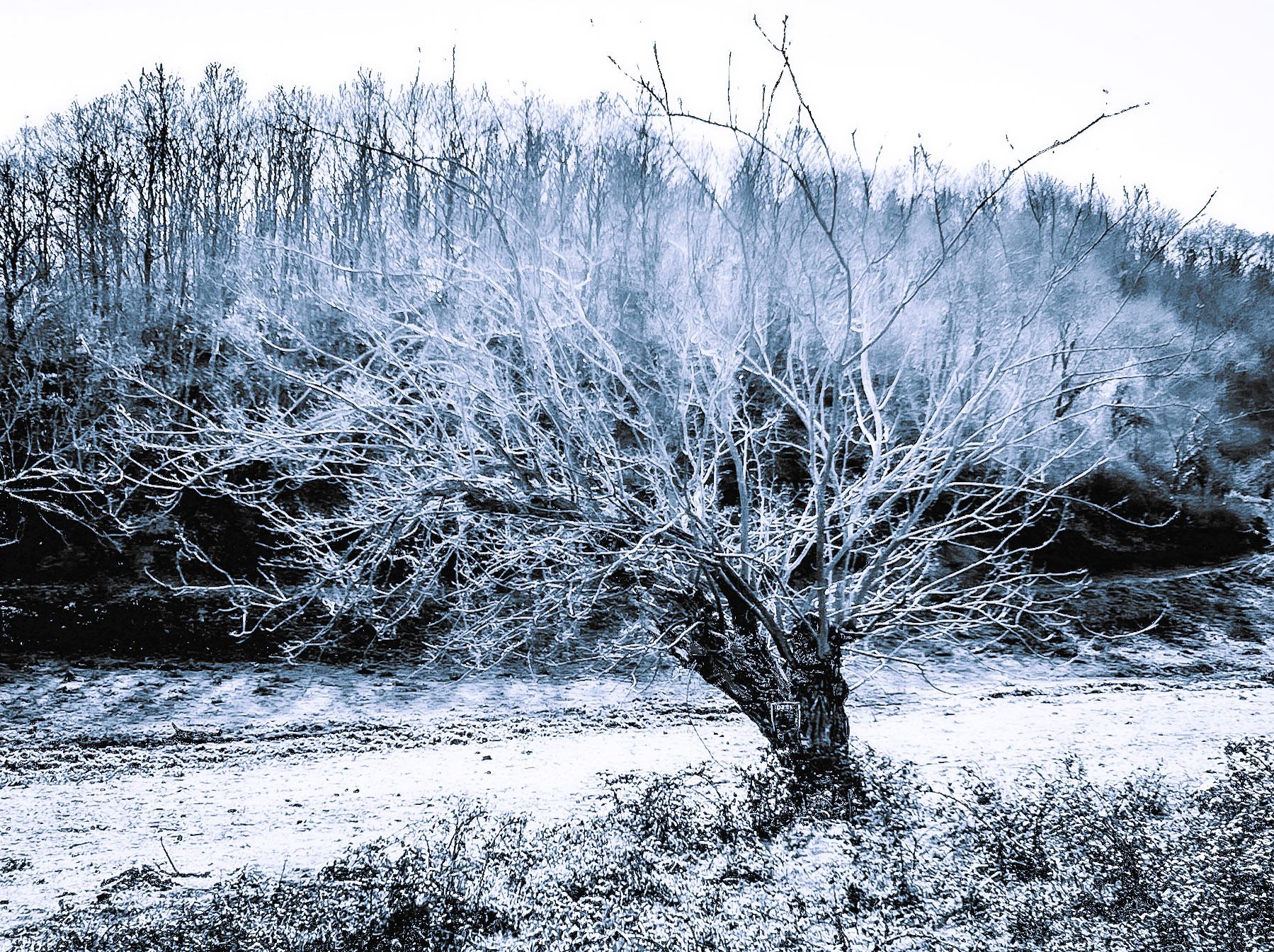 between Yom crest and Riva abandoned military installations: winter tree