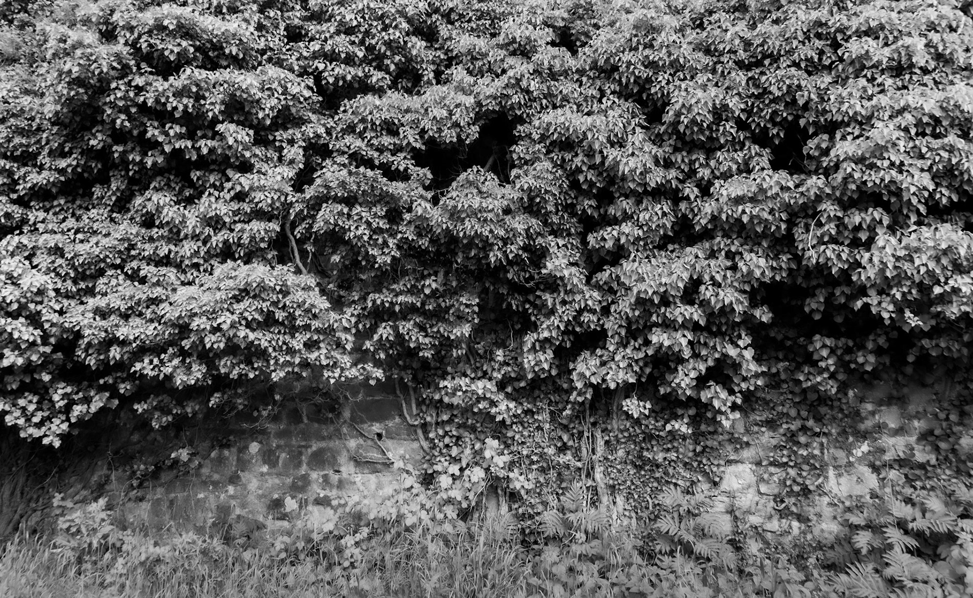 Trikos wall: from the west side