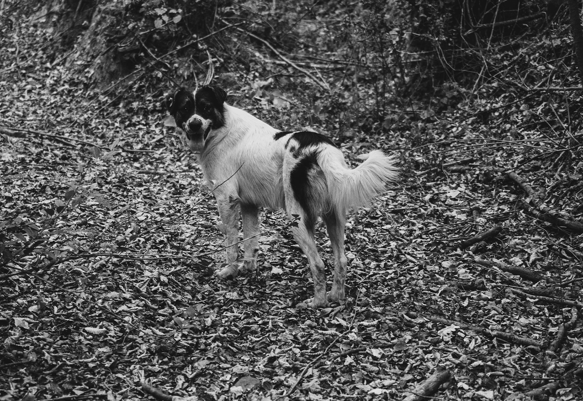 İshaklı forest: daydog looks back