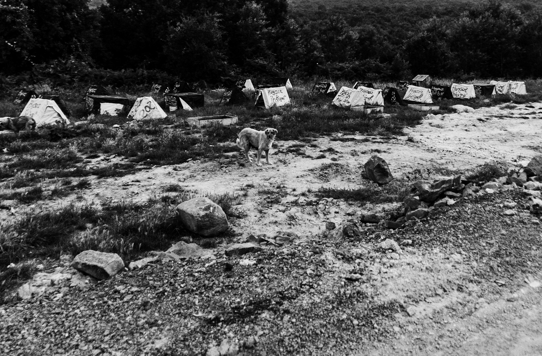 Ömerliköy watermain route: a dogville