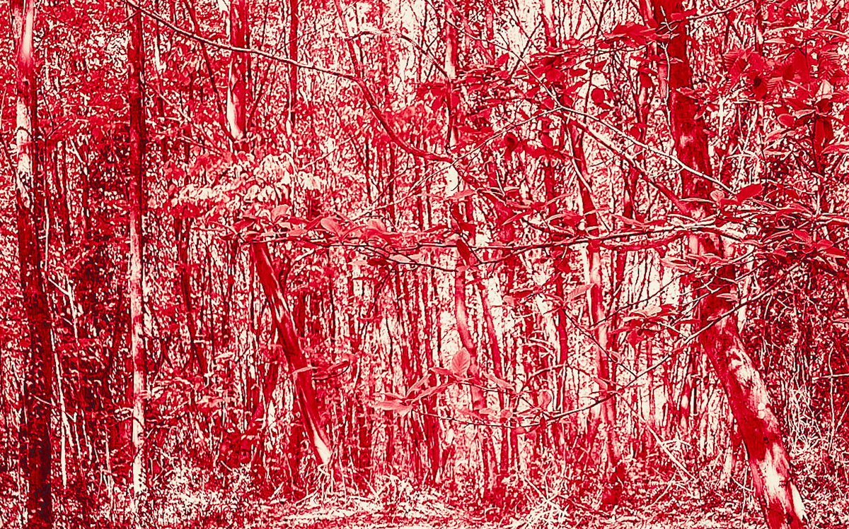 Polonezköy SW forest: treescape