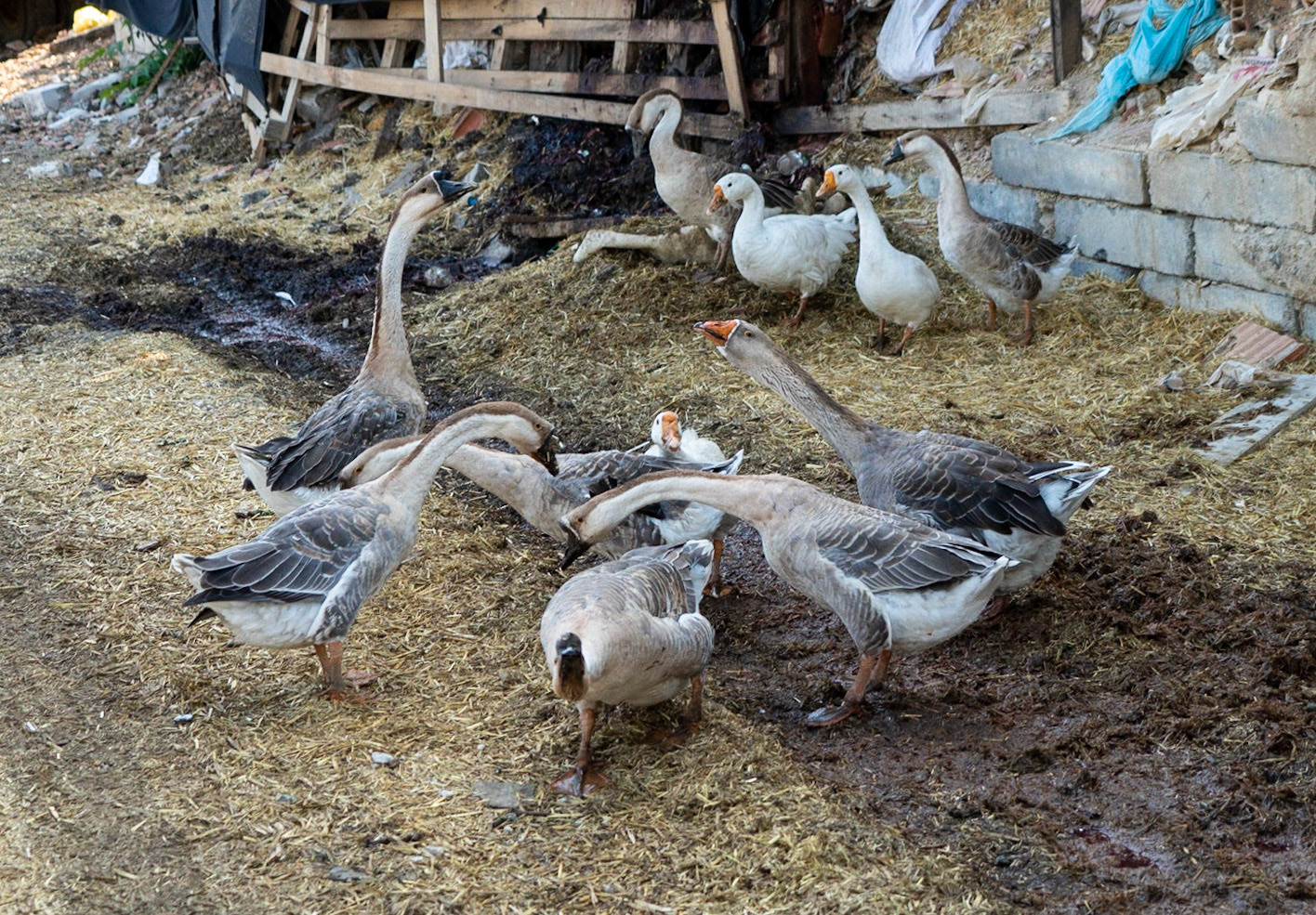 Gazi neighbourhood: a flock of geese