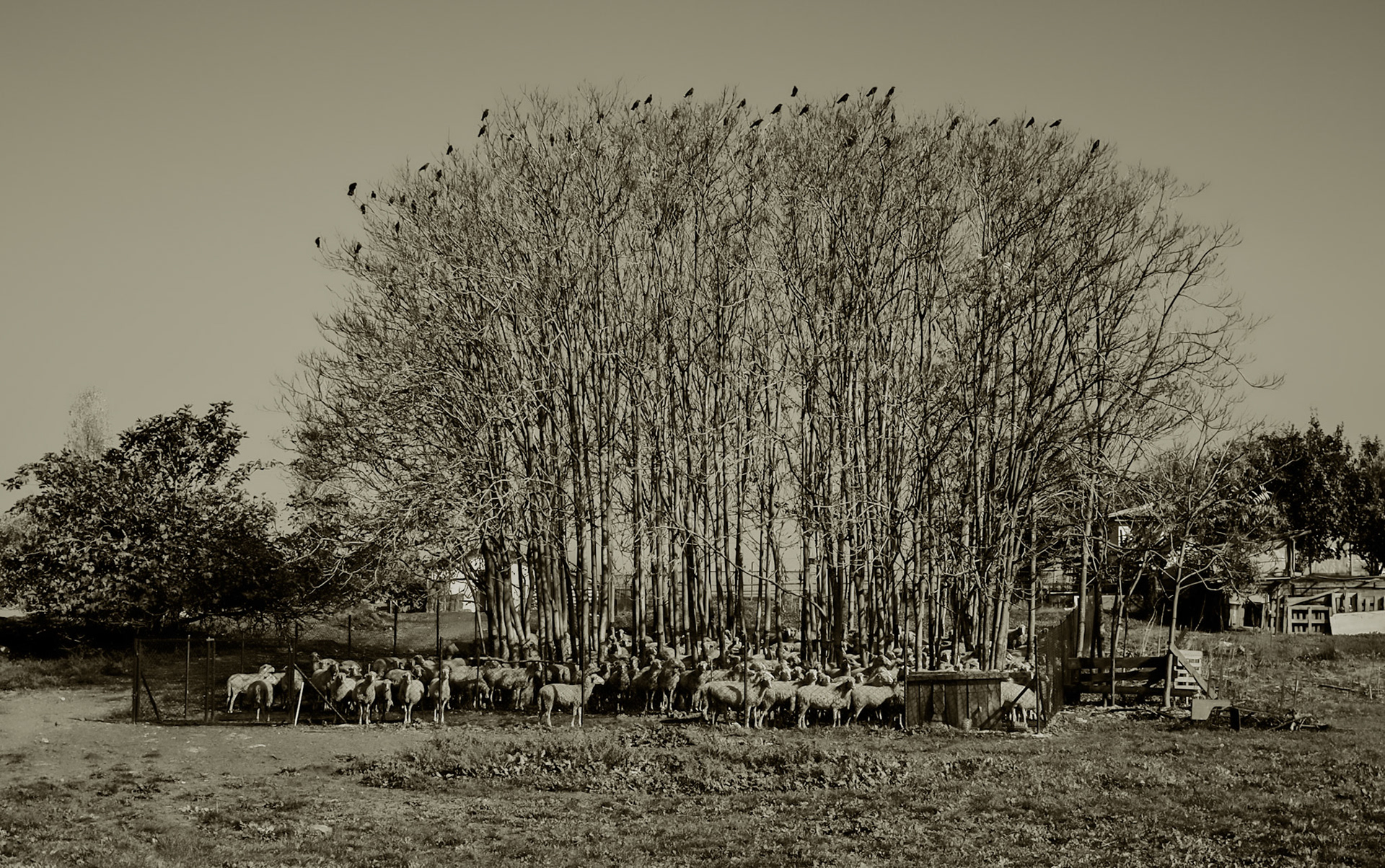 Istanbul University's veterinary farm: penned sheep with crows roosting above them (all facing the same direction more or less)