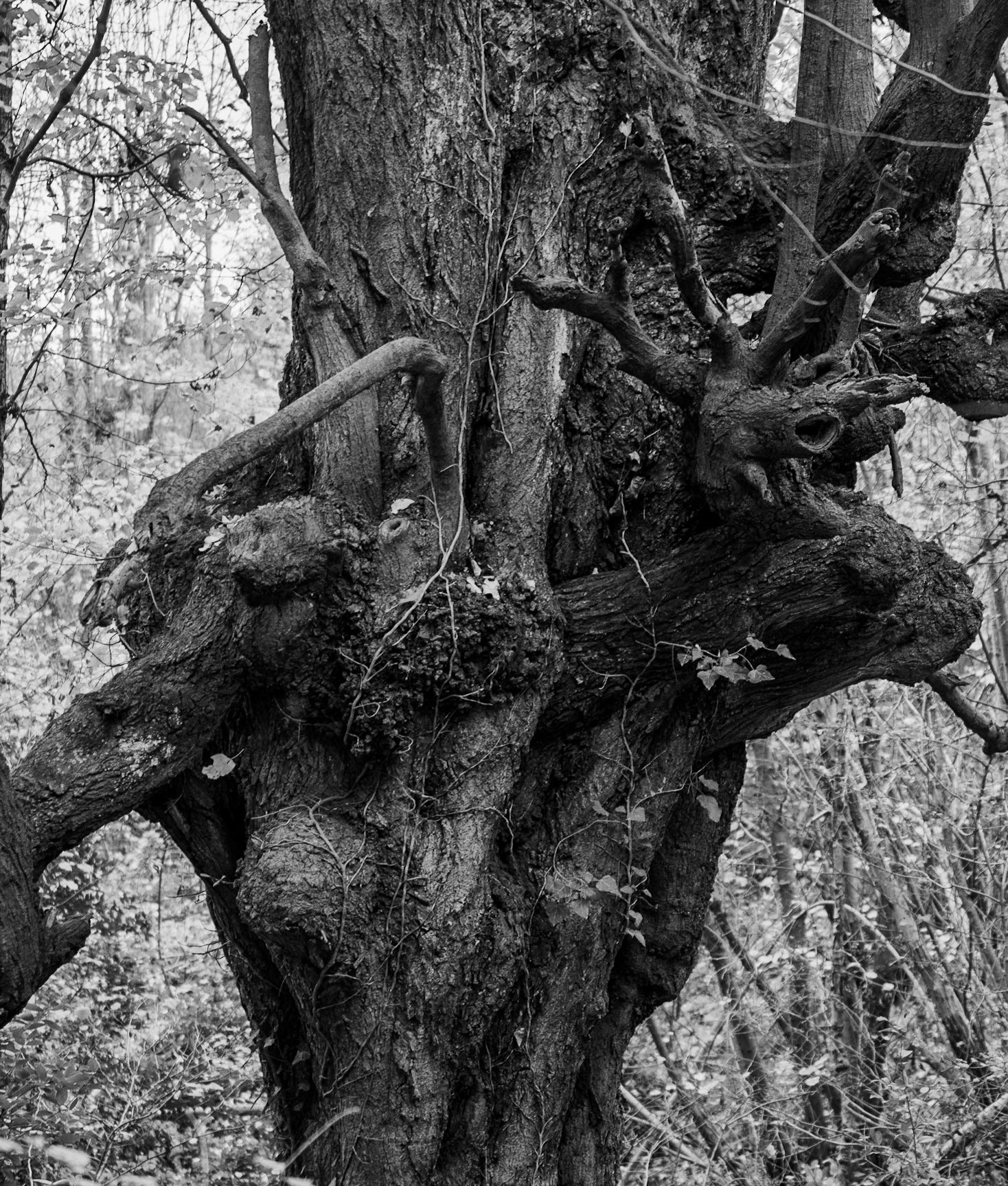 Alibahadır western forest stream valley: ancient tree