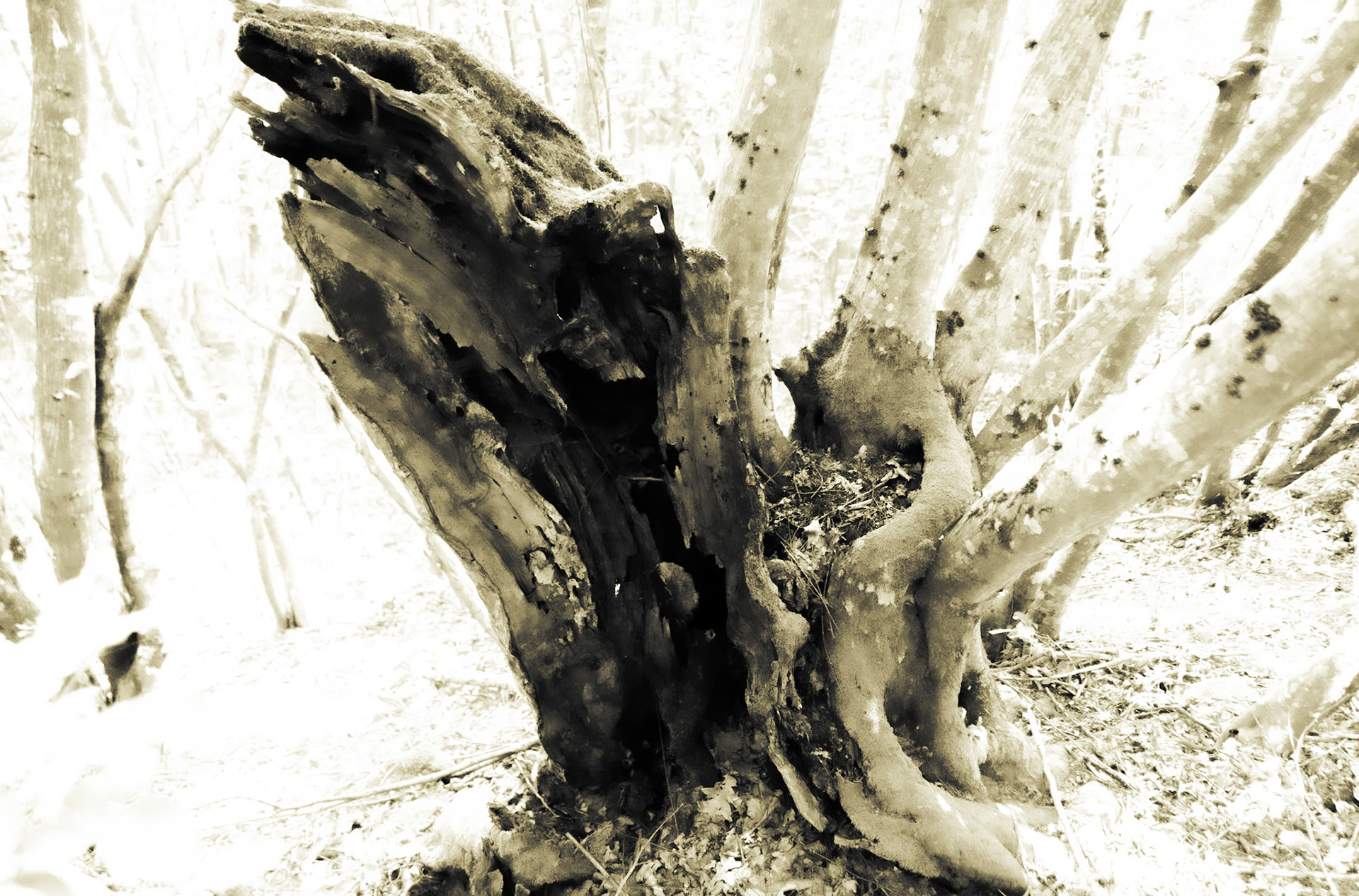 Ezili forest: fierce tree