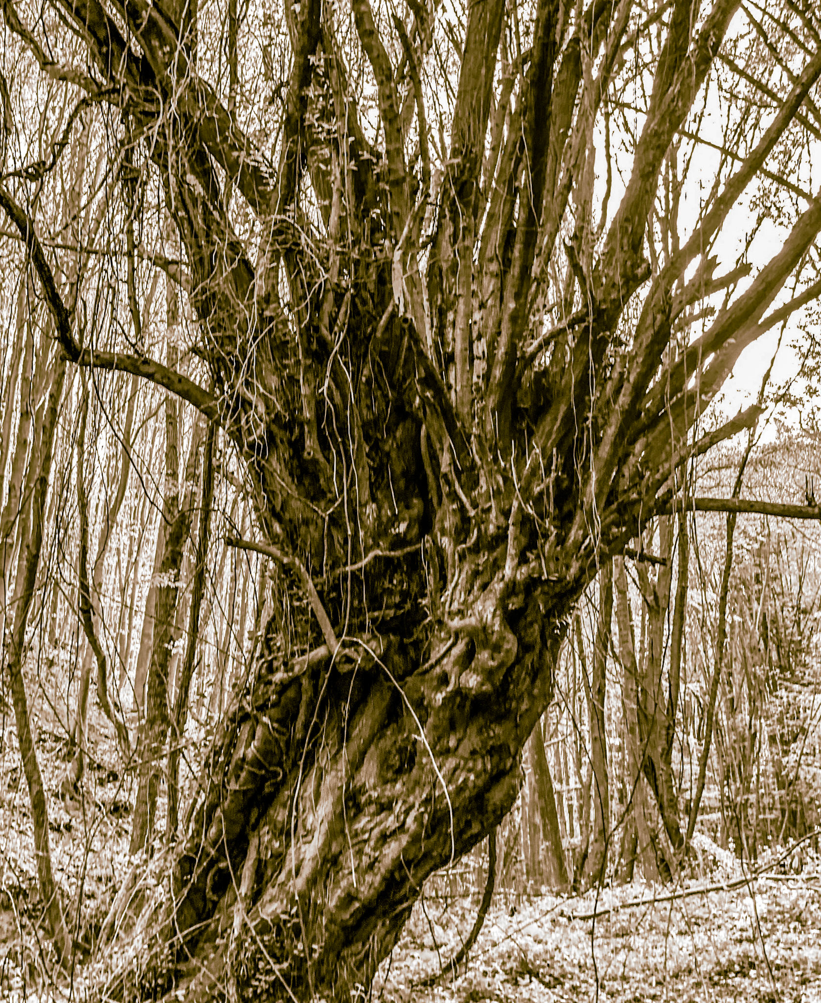 Polonezköy northern forest: venerable tree