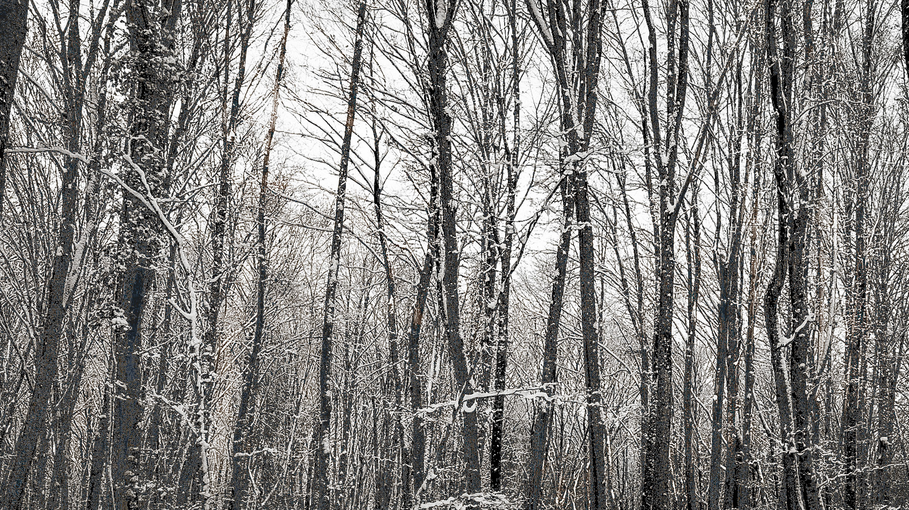 Neşet Suyu forest: snow covered trees
