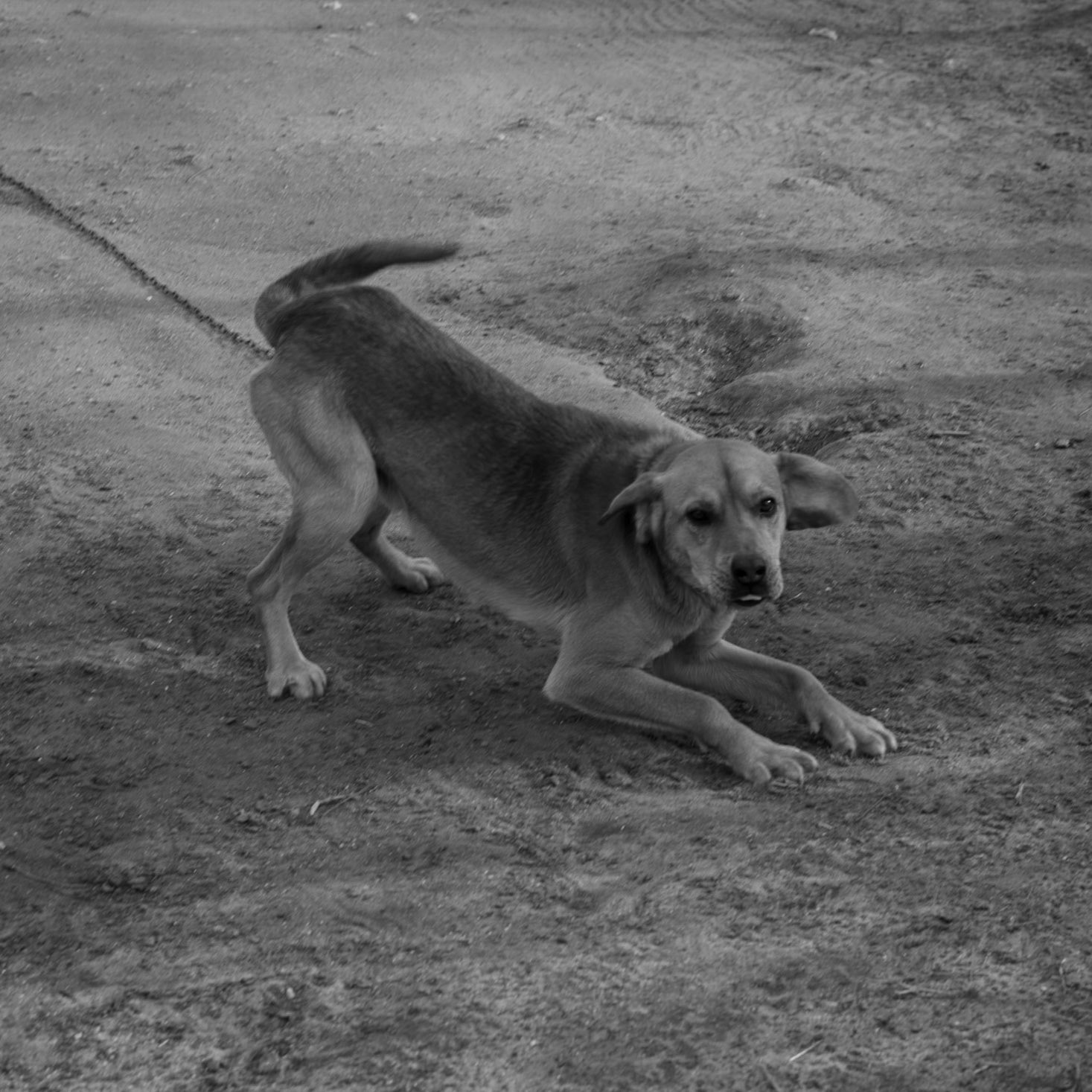 Yeniköy: a chained guard-dog (torture)