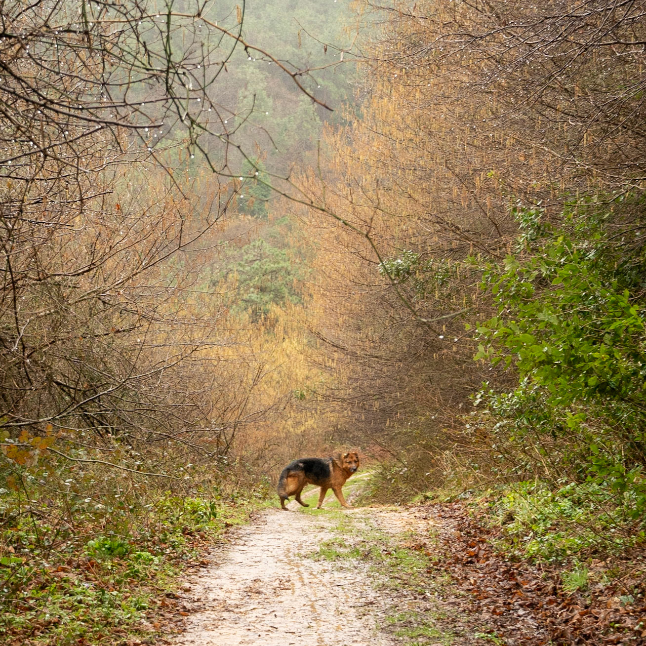 heading NE from the Şamlar upper reservoir: our day-dog checks if we're still following it