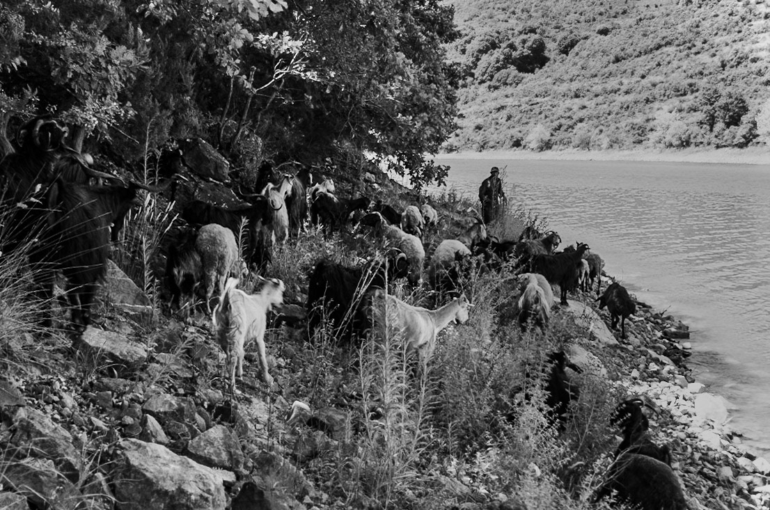 Ömerli shoreline walk: goats and goatherd