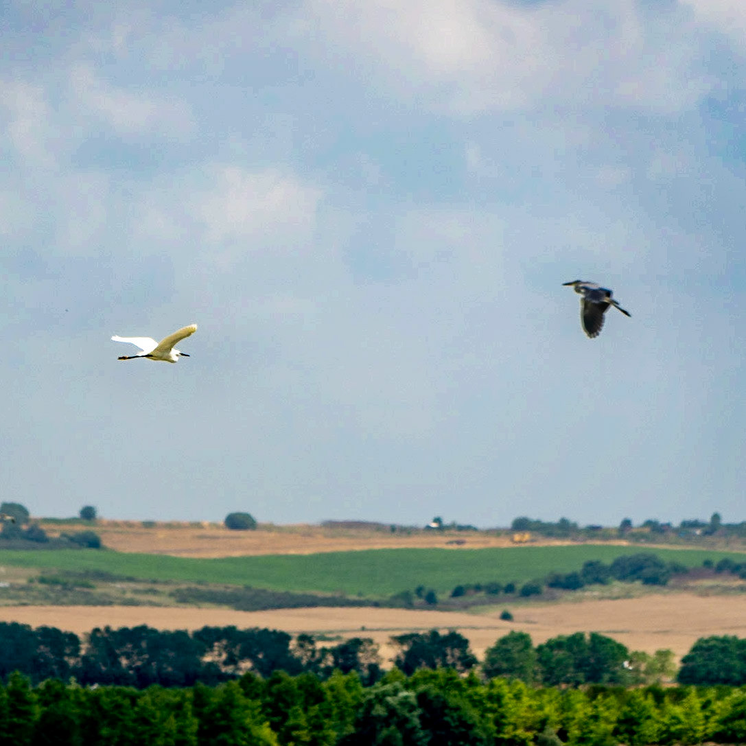 Sazlıdere northern reservoir: young storks (I think)