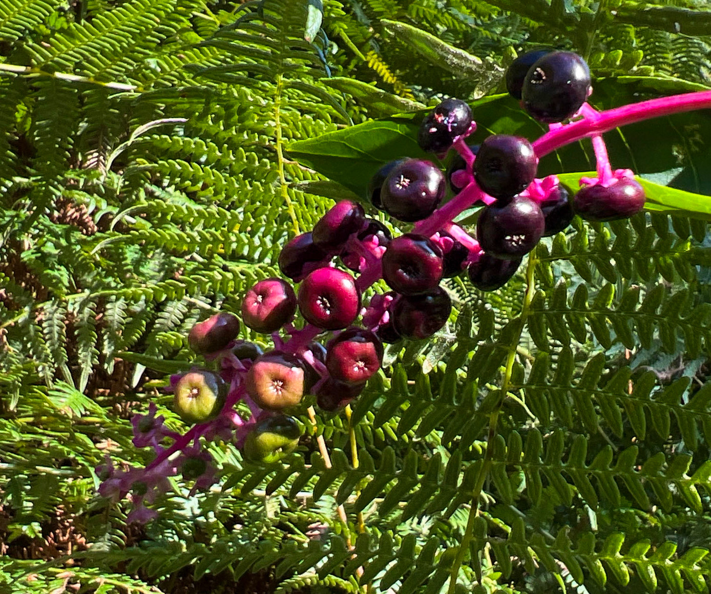 Mahmut Şevket Paşa southern forest and hills: purple berries
