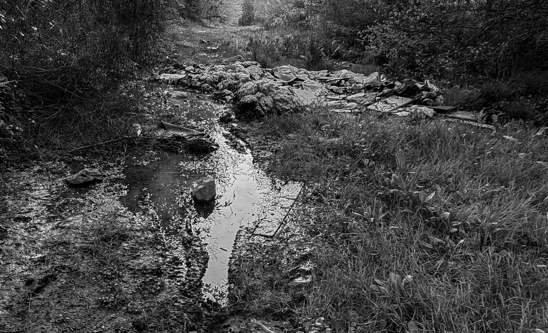 Çavuşbaşı eastern woodland: stream and dumped rubbish
