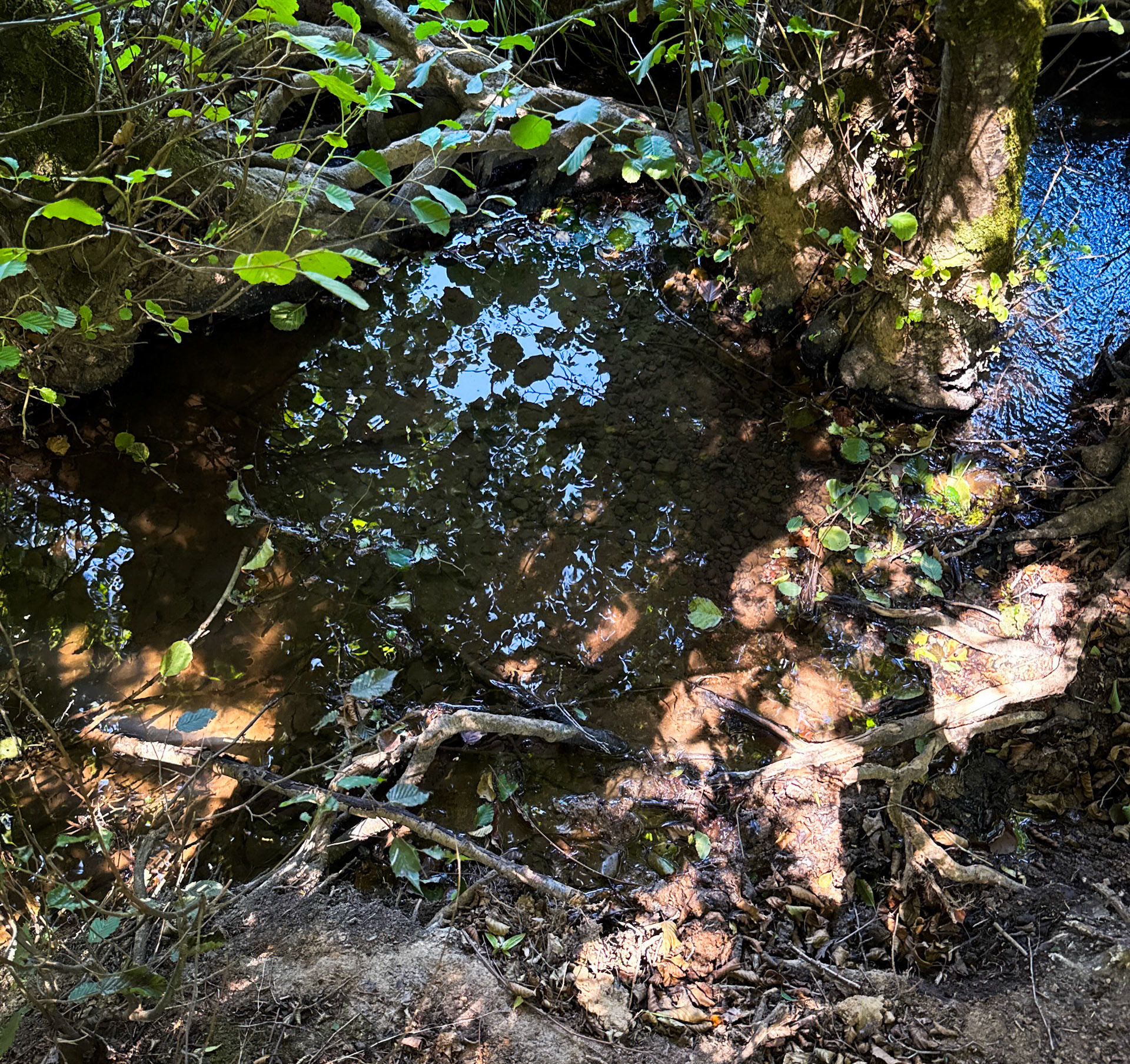 Kurtdoǧmuş wood: stream