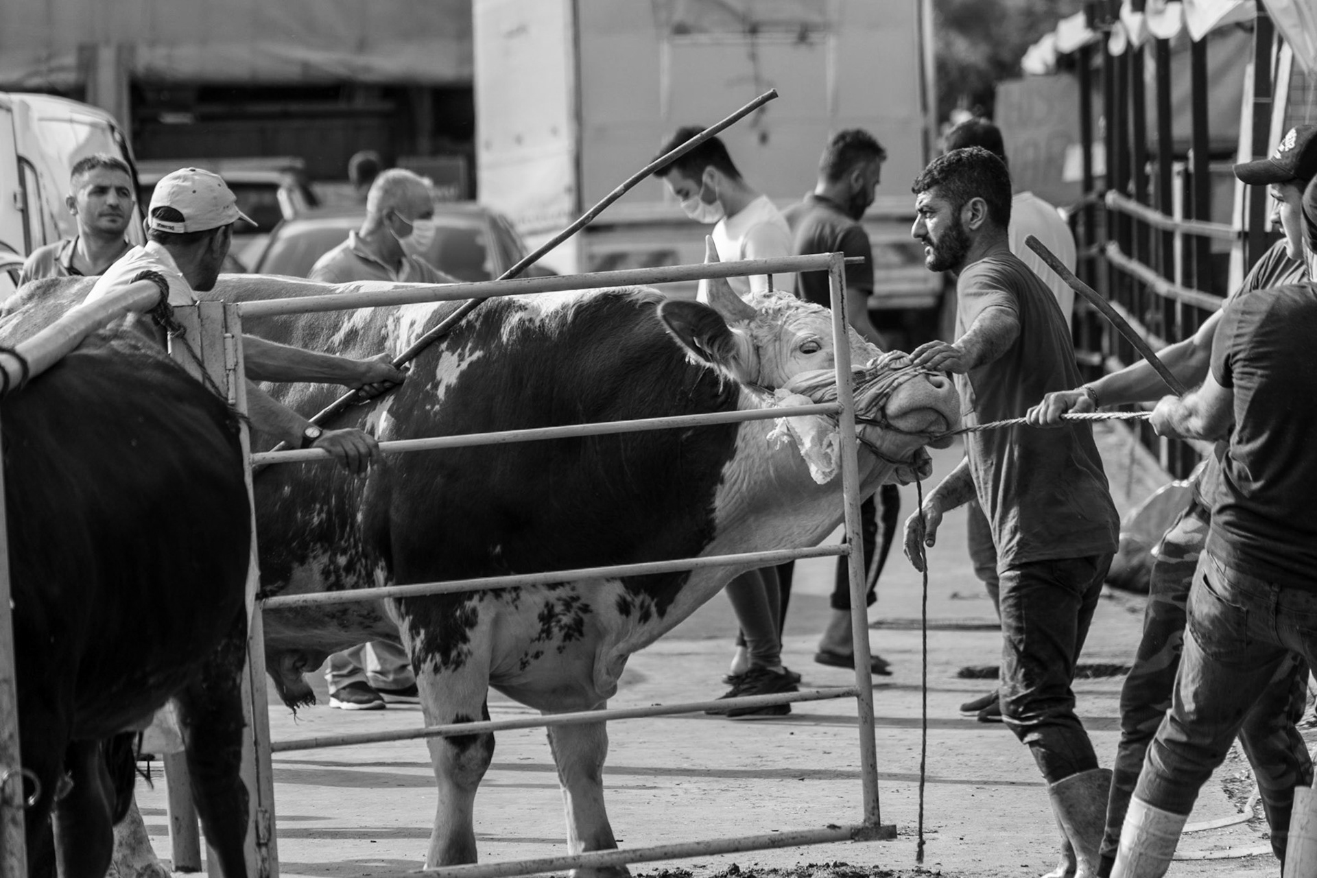 Alibeyköy Kurban Satış ve Kesim Alanı: bull being pulled into death row