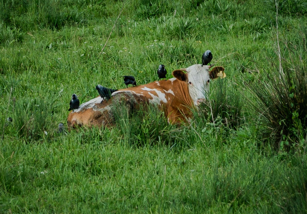 near Yarımburgaz cave: a cow groomed by crows