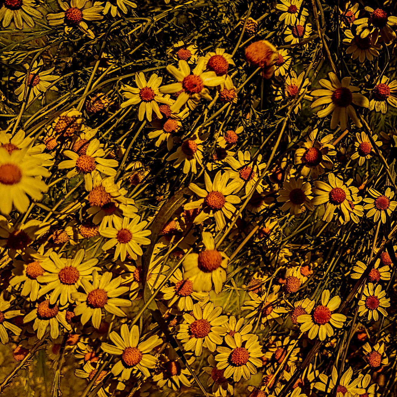 Filiboz ancient site: yellow flowers (not naturalistic)