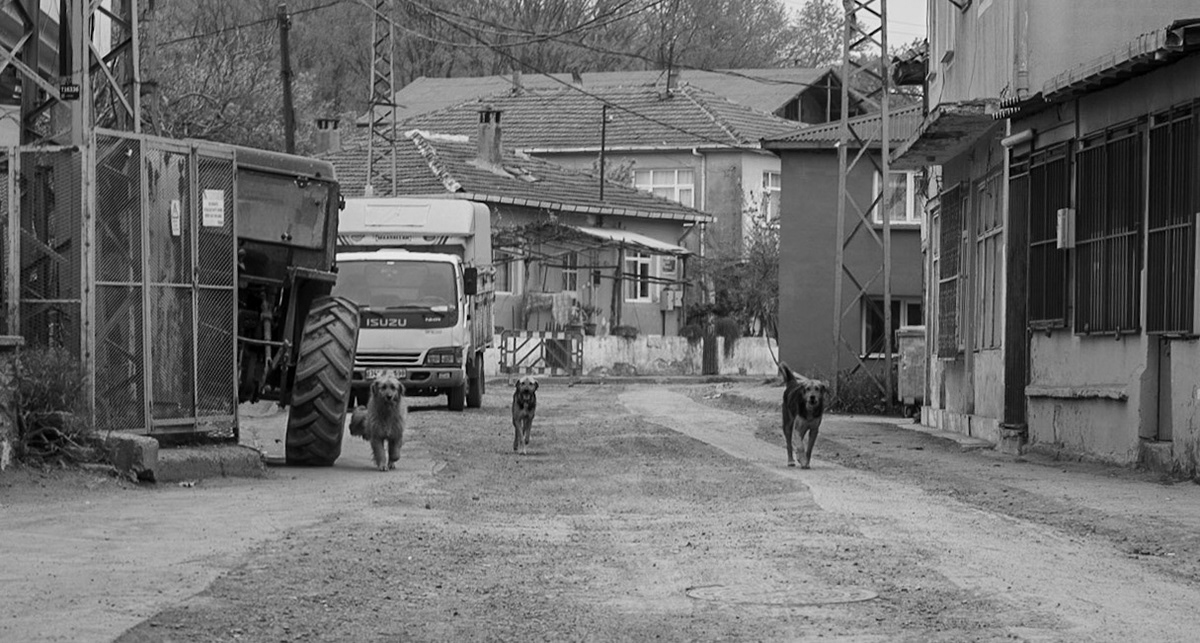Kılıçlı Köyü: the canine police come out to inspect our day-dogs