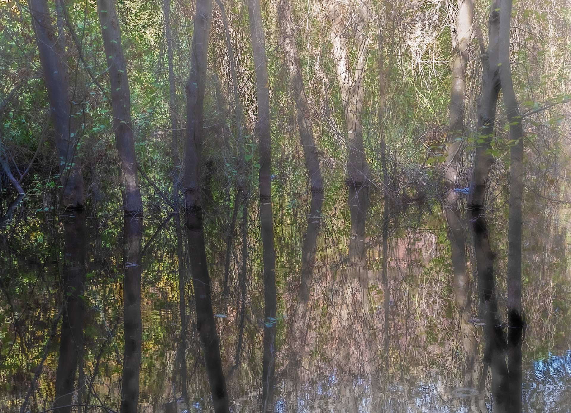 İmrahor swamp: trees &amp; reflections