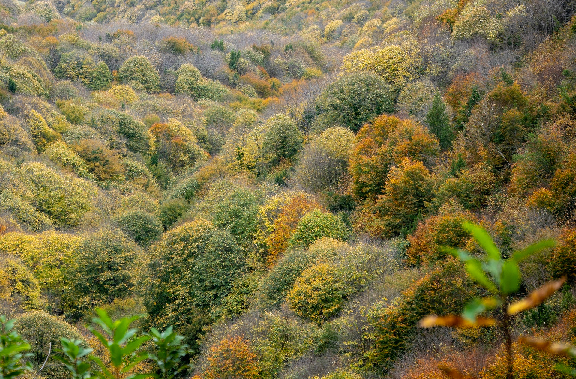 Kaynarca estate: autumn trees