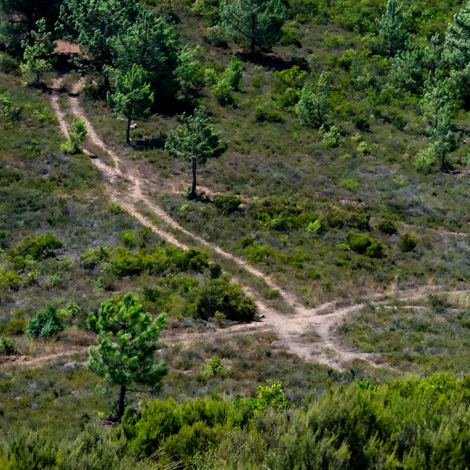 Zirve heaths: crosstracks
