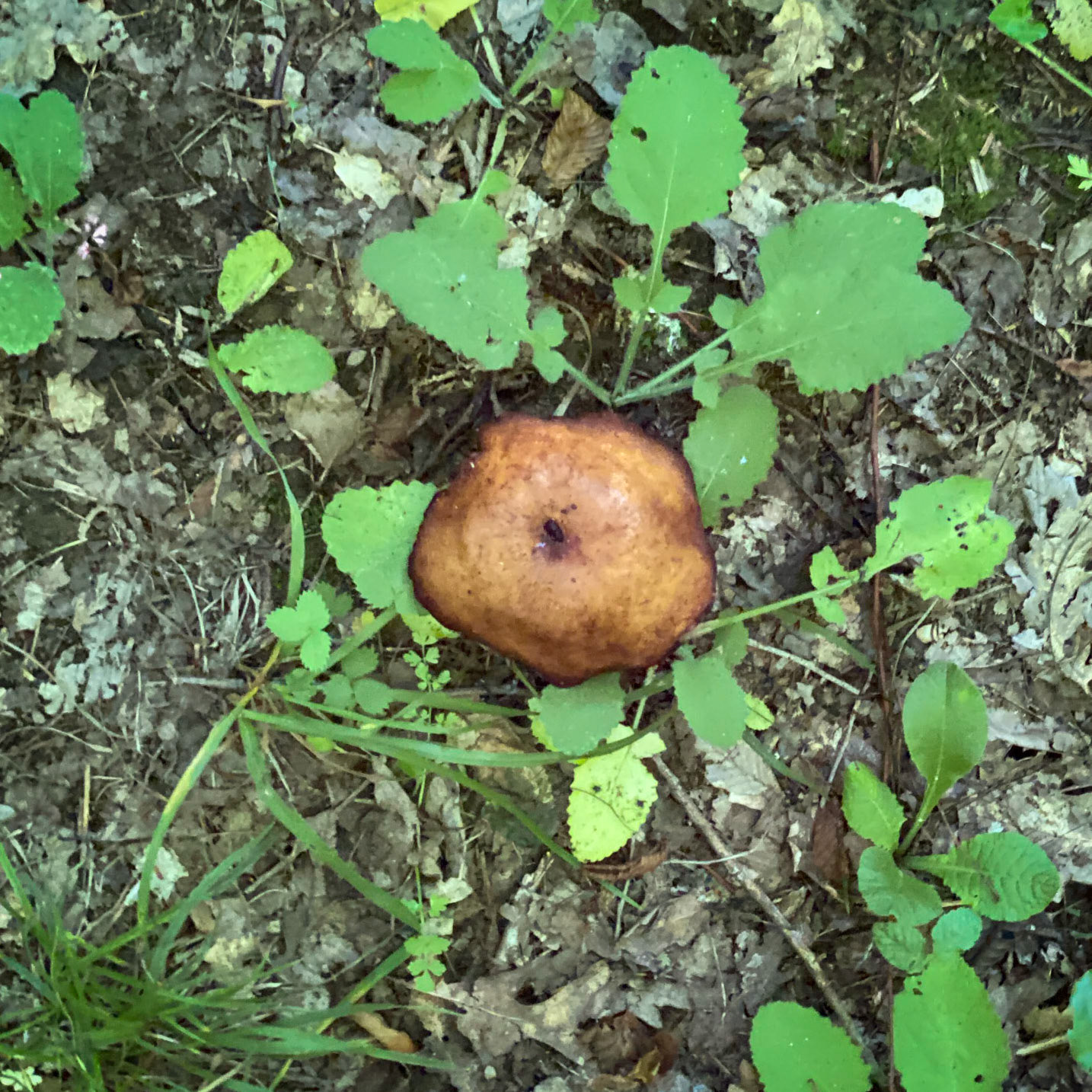 Kanlı forest: brown mushroom