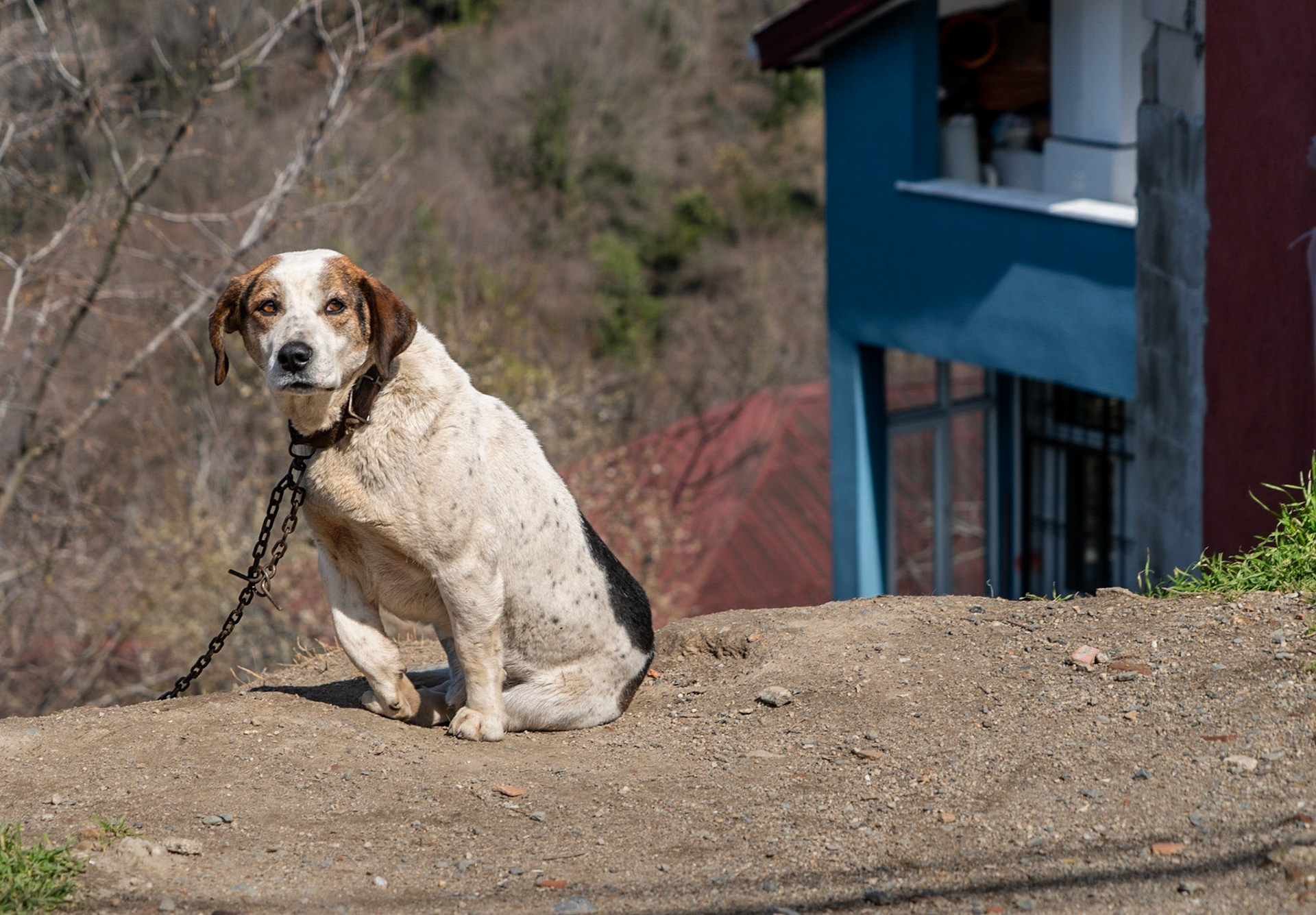 Karlıtepe: sad, chained-up dog