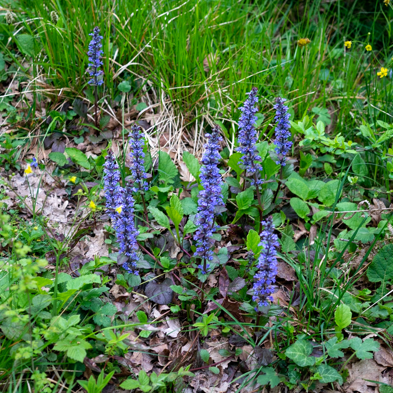 east of Deǧirmen reservoir: blue flower spikes (what are they?)