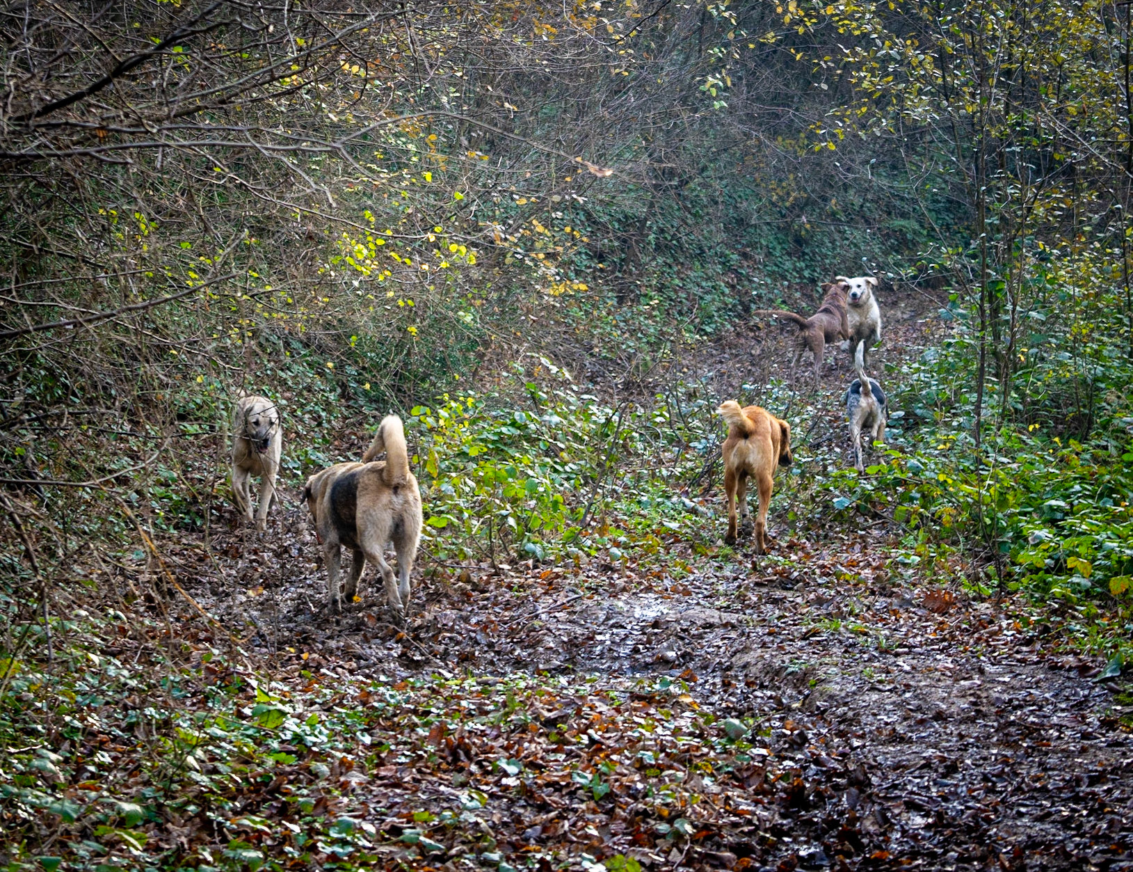 Bozhane forest: a posse of dogs
