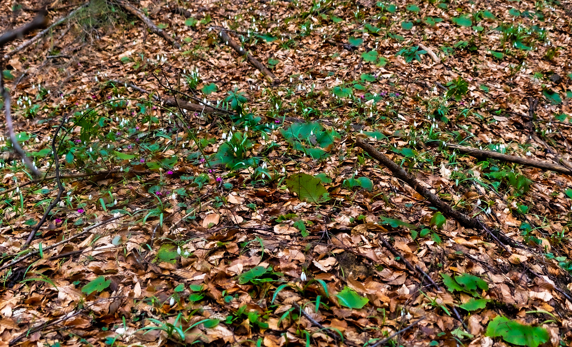 Polonezköy forests: snowdrops