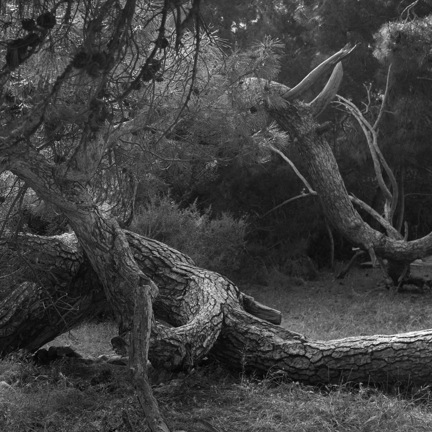 reptilian trees