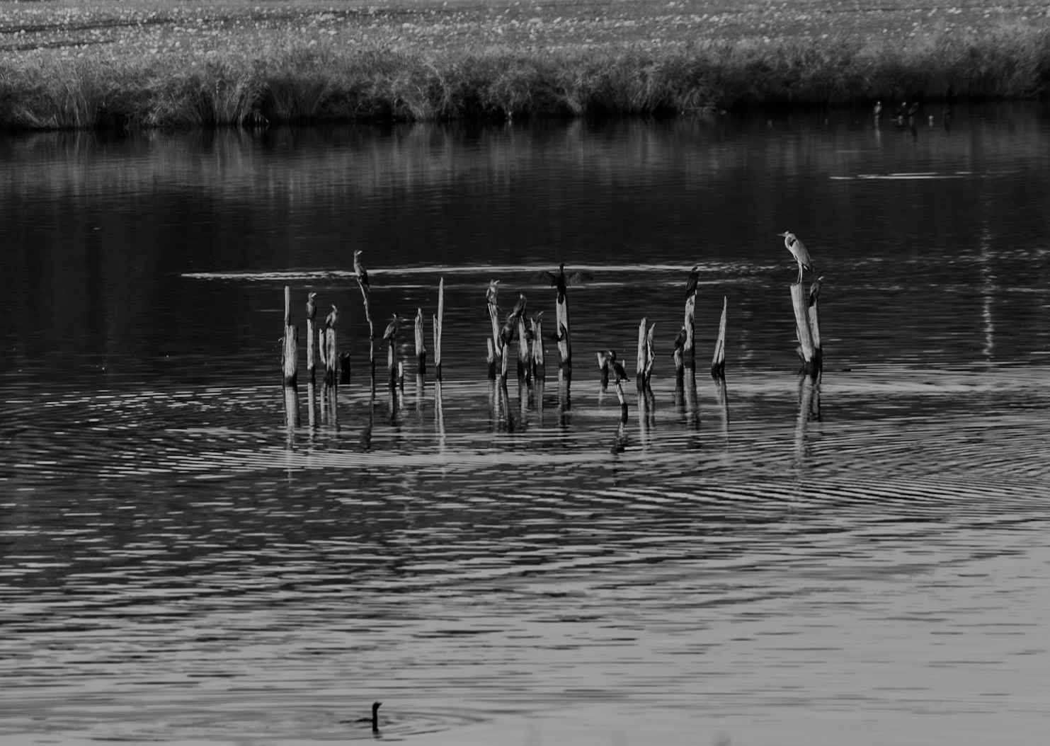 Küçükçekmece northwestern marsh: cormorants and a heron