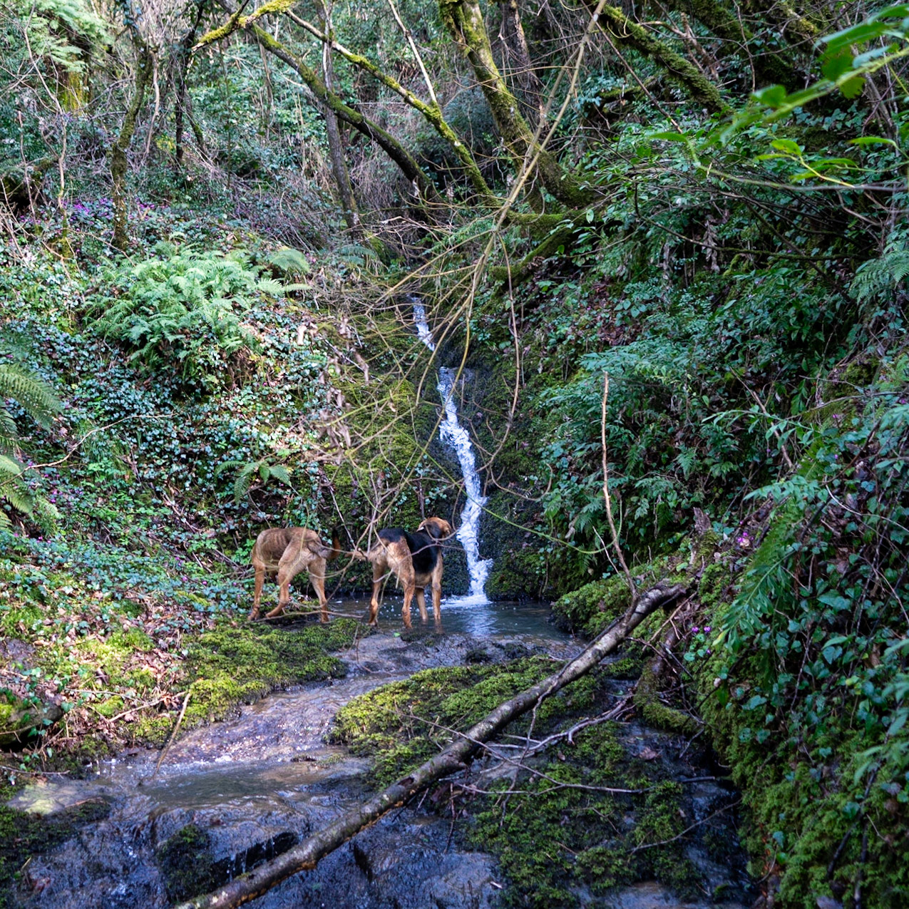 İshaklıköy forest: small waterfall and our 2 day-dogs
