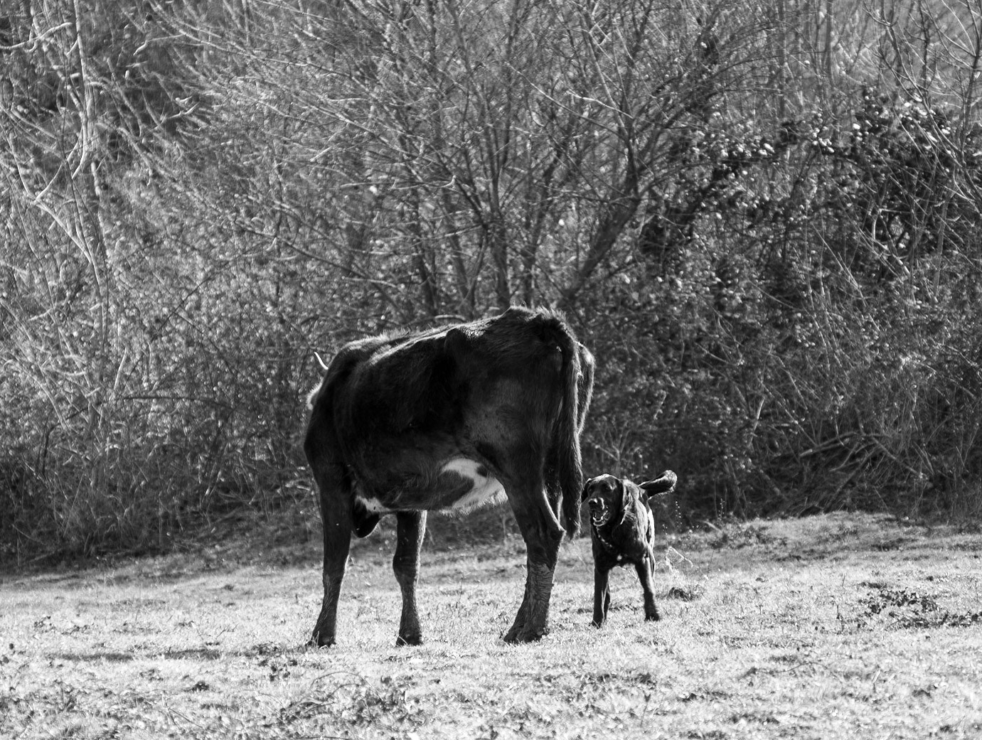 between Yom crest and Riva abandoned military installations: unfortunately one of our daydogs was a cow worrier