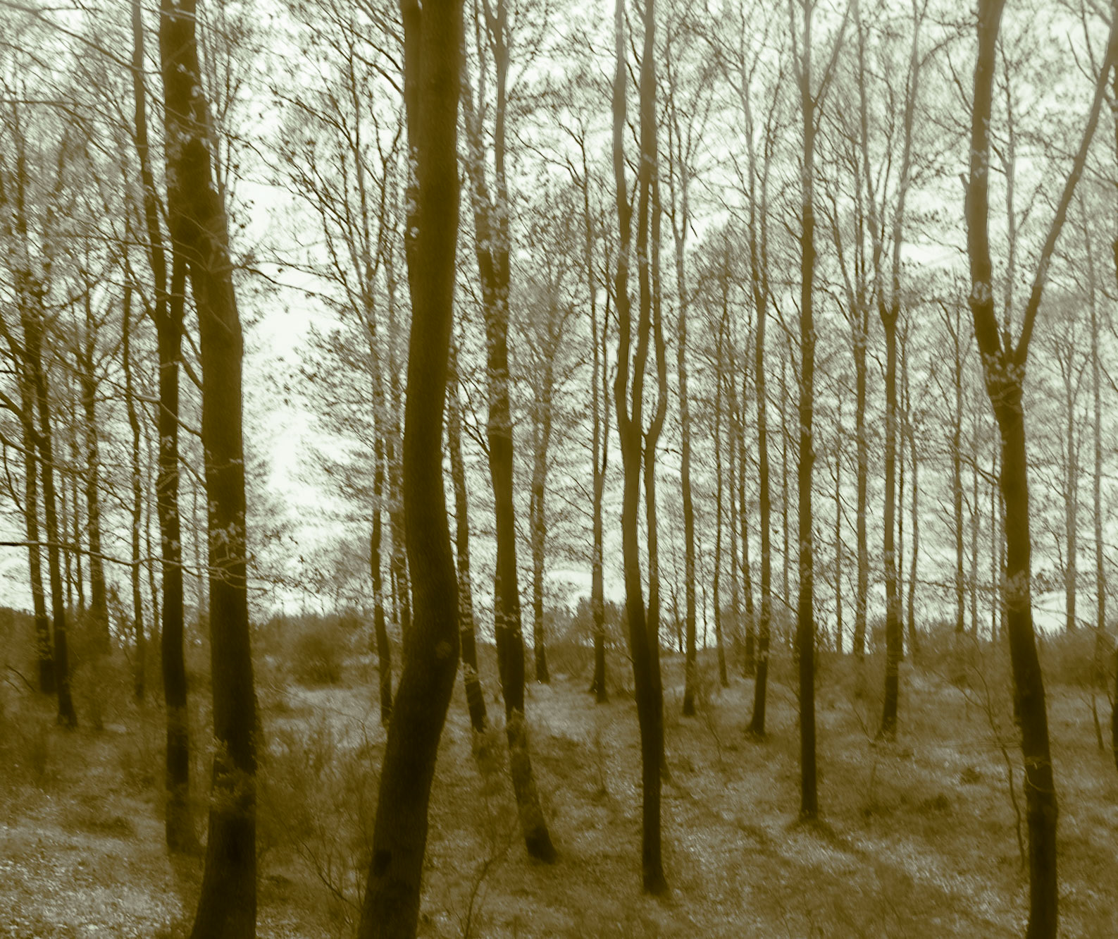 between Deǧirmen’s western tributary stream valley and Kozlu stream valley: spring trees