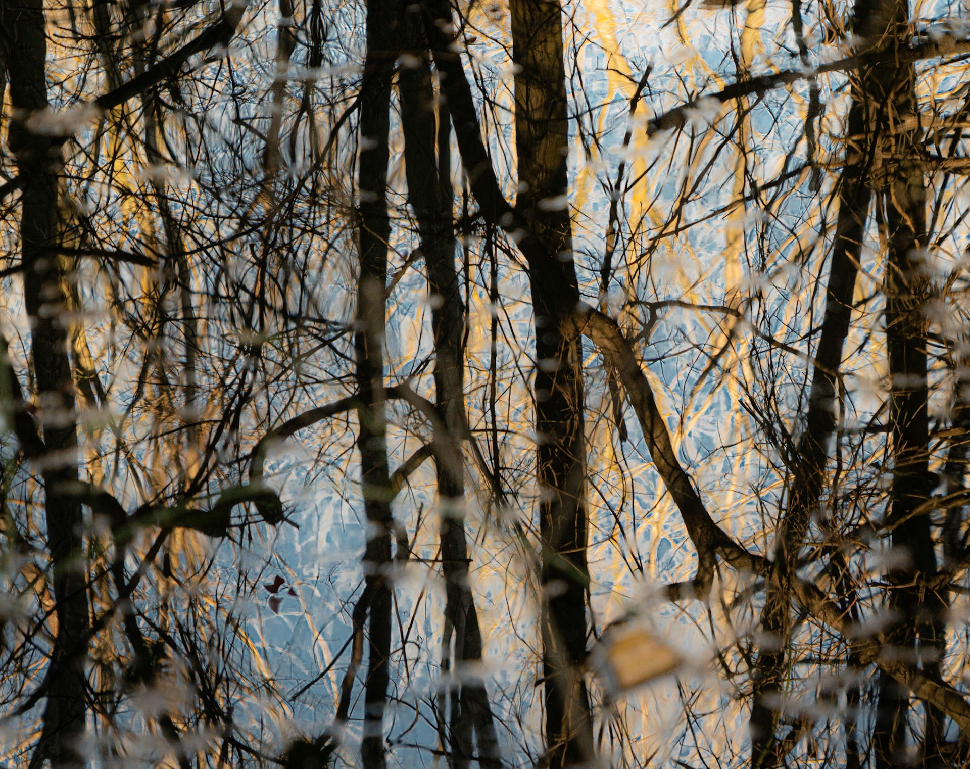 İmrahor swamp: arboreal reflections
